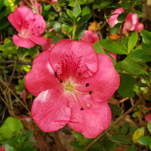 Kobai #2 Evergreen Azalea, Red Plum Evergreen Azalea, Rhododendron x 'Kobai #2'